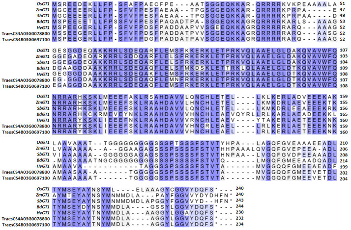 Preliminary agronomic characterization of japonica rice carrying a tiller number mutation under greenhouse conditions
