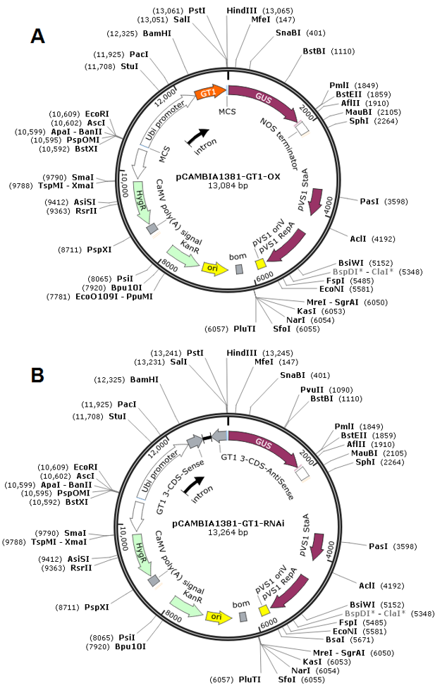 Preliminary agronomic characterization of japonica rice carrying a tiller number mutation under greenhouse conditions