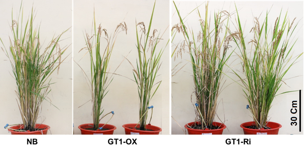 Preliminary agronomic characterization of japonica rice carrying a tiller number mutation under greenhouse conditions