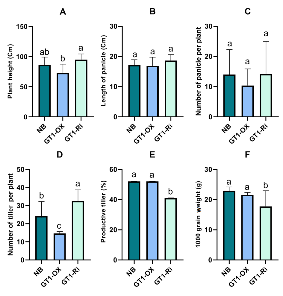 Preliminary agronomic characterization of japonica rice carrying a tiller number mutation under greenhouse conditions