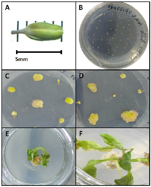 Evaluation of anther culture and callus induction efficiency in three cauliflower genotypes using different media compositions