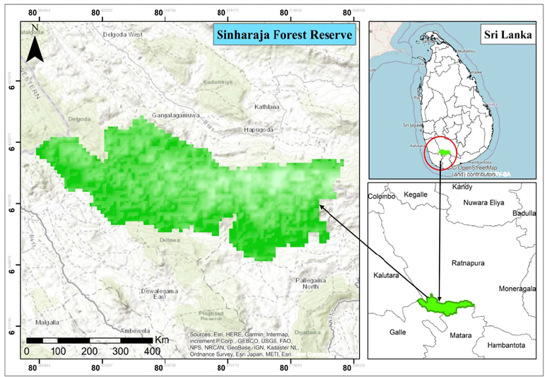 Stable but stressed: Investigating vegetation dynamics in the Sinharaja Rainforest using satellite NDVI and climate-driven machine learning models