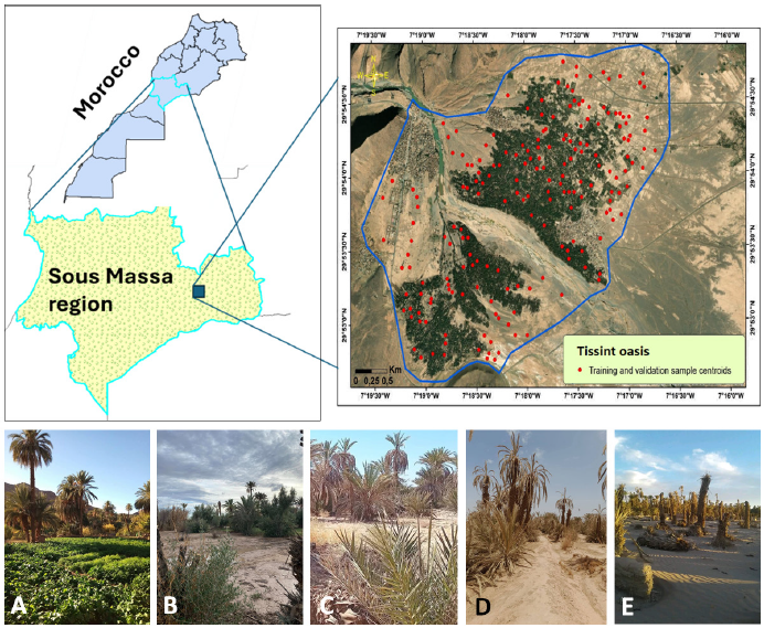 Monitoring oasis desertification in southern Morocco: a comparative analysis of machine learning algorithms