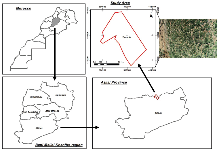 Few-shot semantic segmentation of UAV imagery for plant conservation: A systematic comparison of foundation models for Euphorbia resinifera mapping