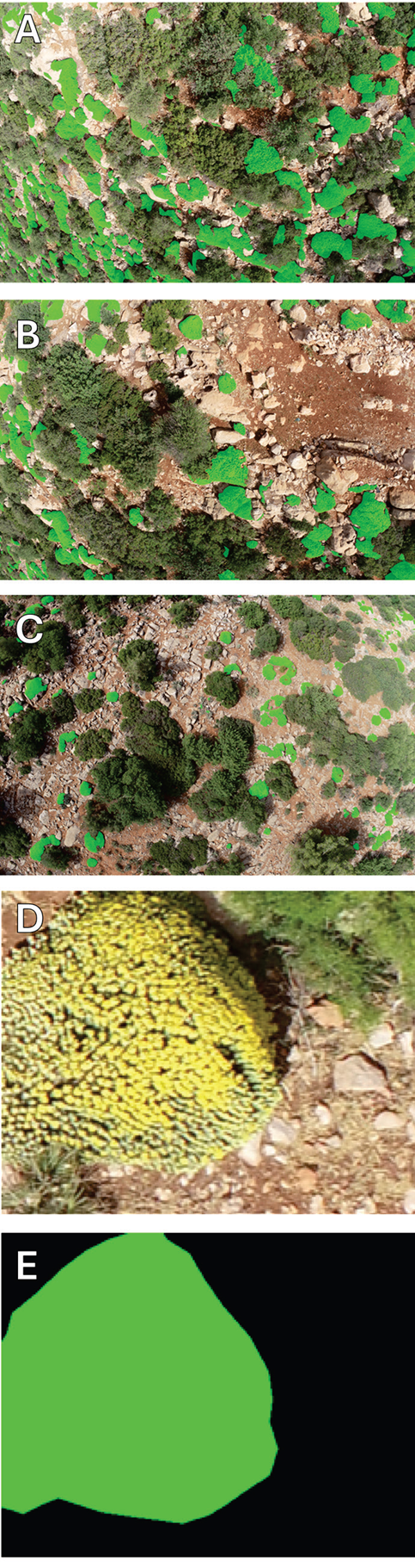 Few-shot semantic segmentation of UAV imagery for plant conservation: A systematic comparison of foundation models for Euphorbia resinifera mapping